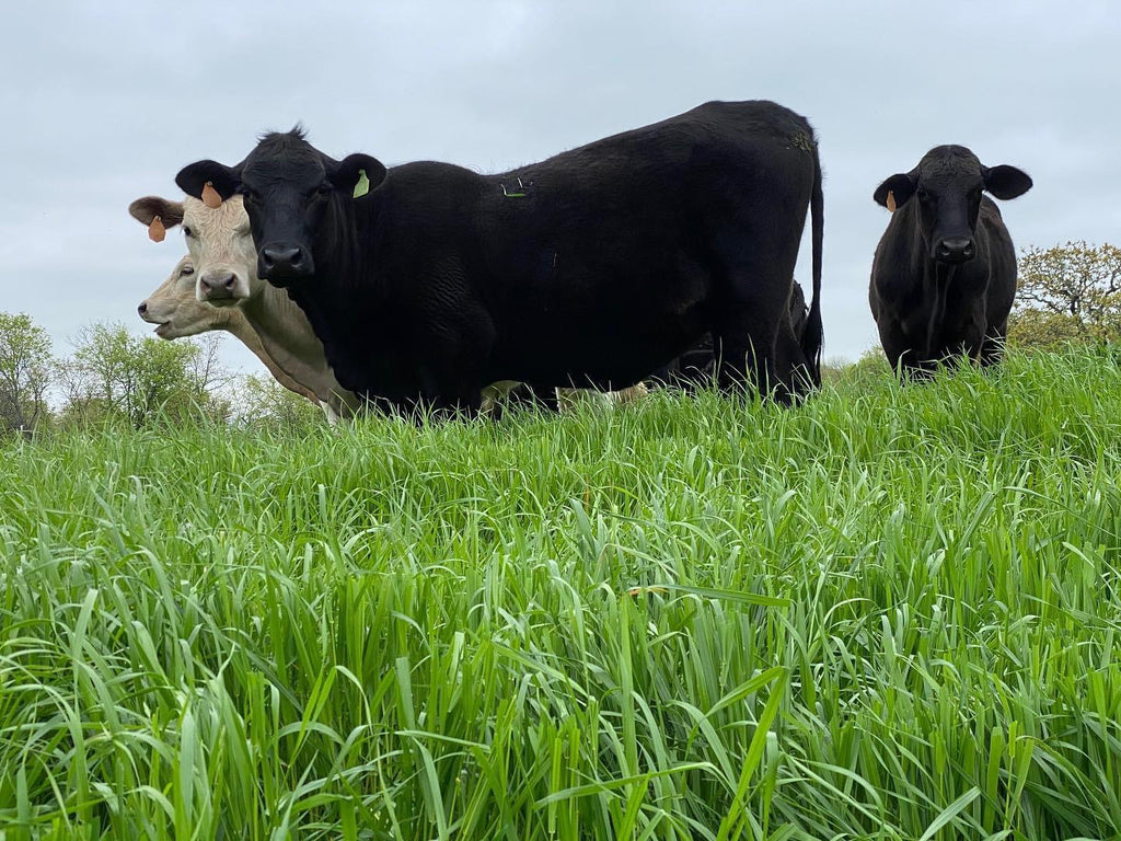 North Texas Beef That’s Truly Ethical