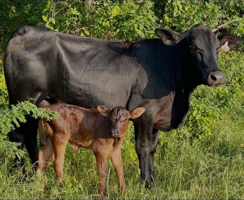 Our Beef is 100% a Product of Texas, United States